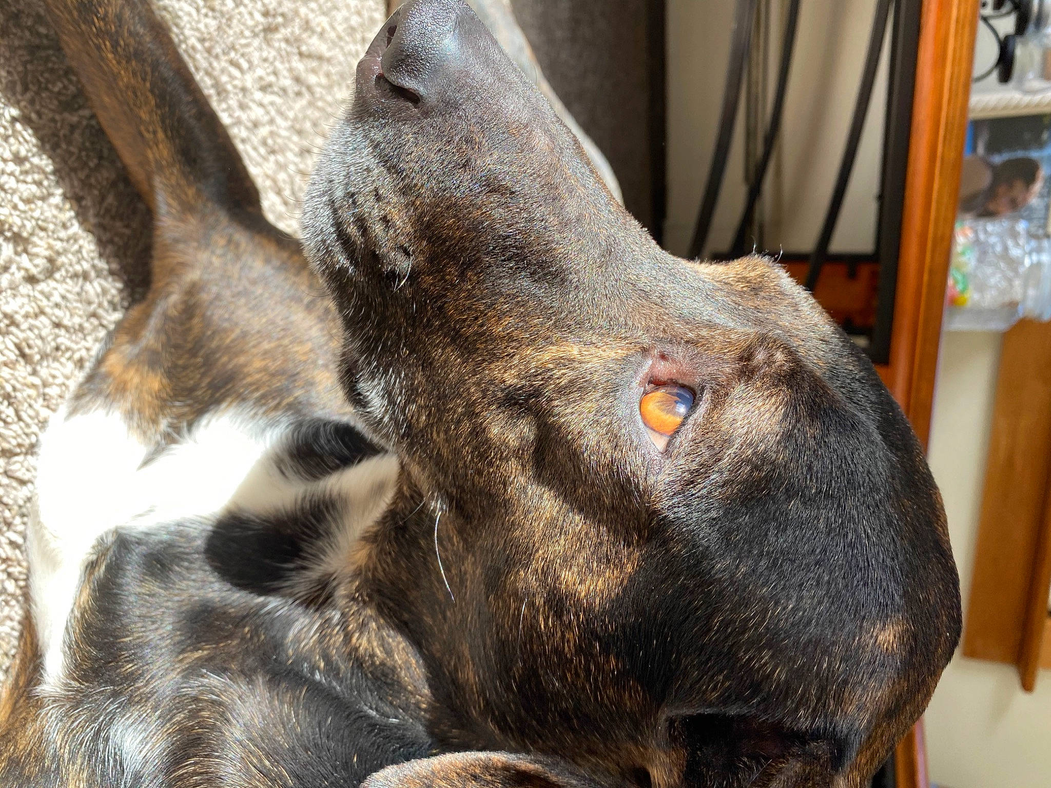 Opie joined the competition — help win amazing prizes! canidae, dog_breed, ear, eye, fawn, goat, goats, mammal, nose, snout, sporting_group, vertebrate, working_animal