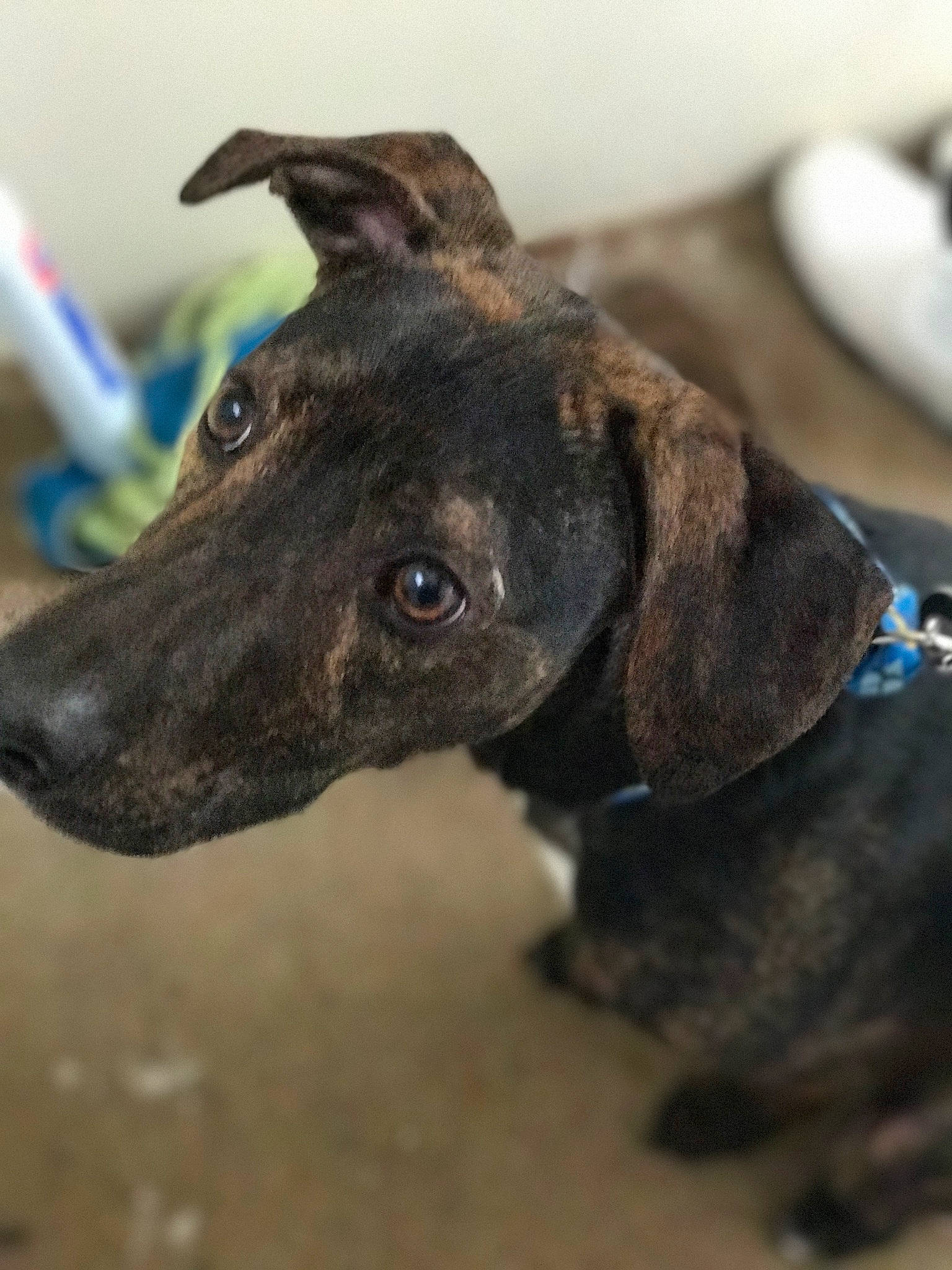 Opie is registered to the contest to win money with this photo: canidae, carnivore, dog, dog_breed, dog_collar, formosan_mountain_dog, galgo_espanol, greyhound, italian_greyhound, lurcher, magyar_agar, mammal, mountain_cur, plott_hound, snout, sporting_group, vertebrate, whiskers