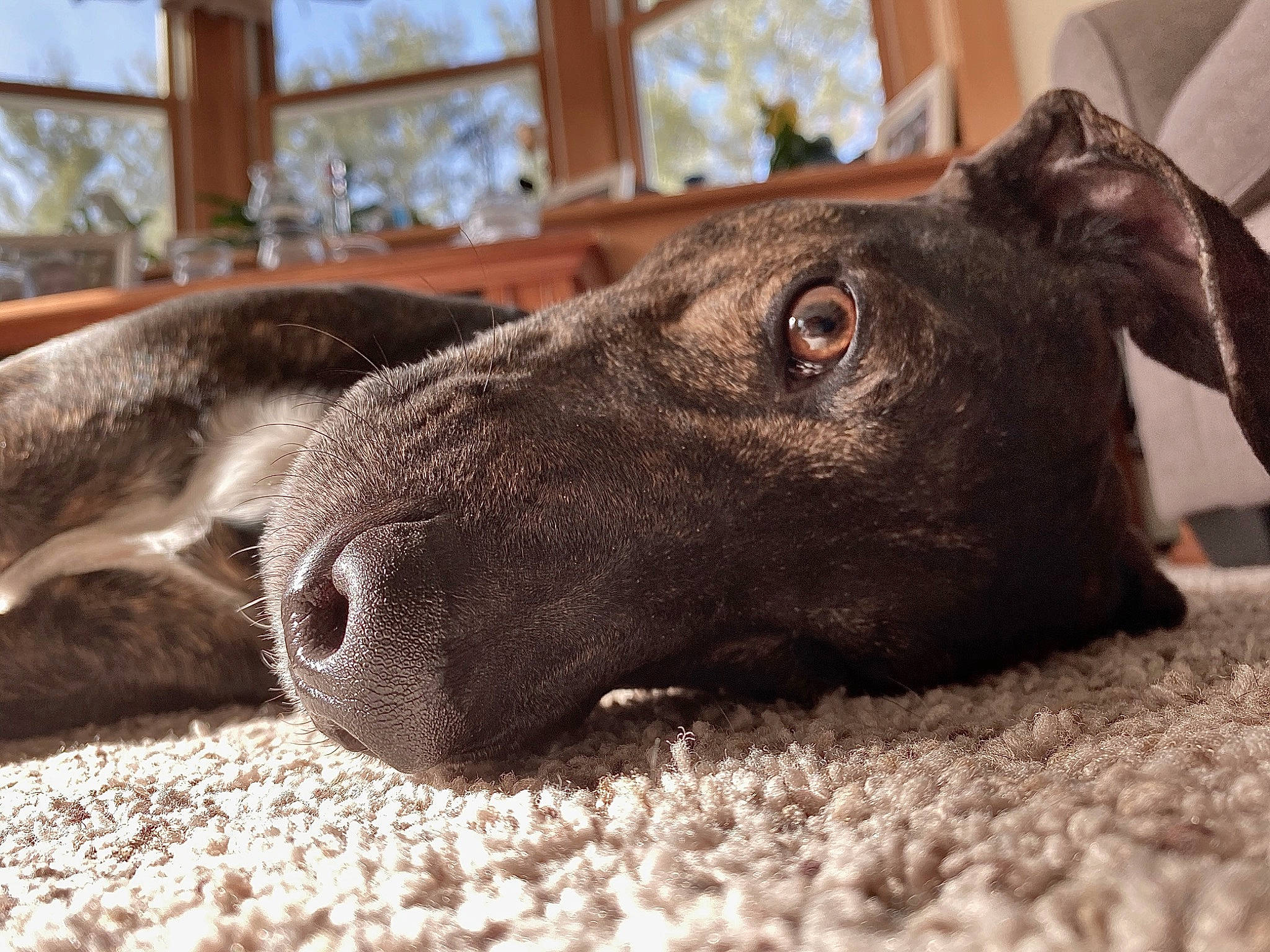 Opie is registered to the contest to win money with this photo: canidae, carnivore, dog, dog_breed, eye, galgo_espanol, greyhound, italian_greyhound, lurcher, mammal, nose, sighthound, snout, sporting_group, vertebrate, whiskers