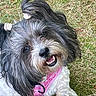 Bella joined the competition — help win amazing prizes! animal, bandana, close_up, cute, dog, fluffy, fur, grass, hair_tie, happy, moss, nature, outdoor, pet, pink, playful, portrait, small_dog, smiling, tongue