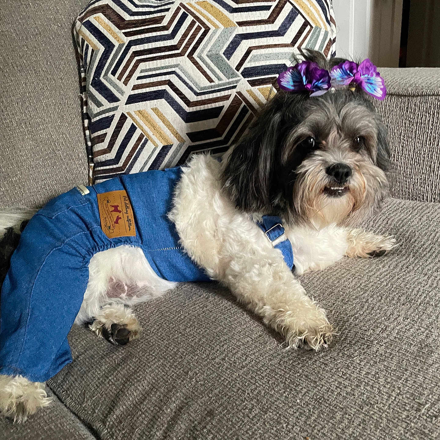 Bella joined the competition — help win amazing prizes! animal, comfortable, couch, cute, denim_overalls, dog, fashion, fluffy, fur, geometric_pillow, gray_couch, hair_ties, home, indoor, living_room, pet, purple_flowers, relaxed, seated, small_dog