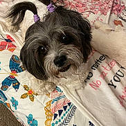 Bella joined the competition — help win amazing prizes! animal, bed, black, blanket, colorful, cute, decor, dog, ears, face, fluffy, fur, indoor, looking_up, patterned_blanket, pet, purple_hair_ties, small_dog, toy, white