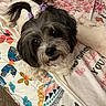 animal, bed, black, blanket, colorful, cute, decor, dog, ears, face, fluffy, fur, indoor, looking_up, patterned_blanket, pet, purple_hair_ties, small_dog, toy, white