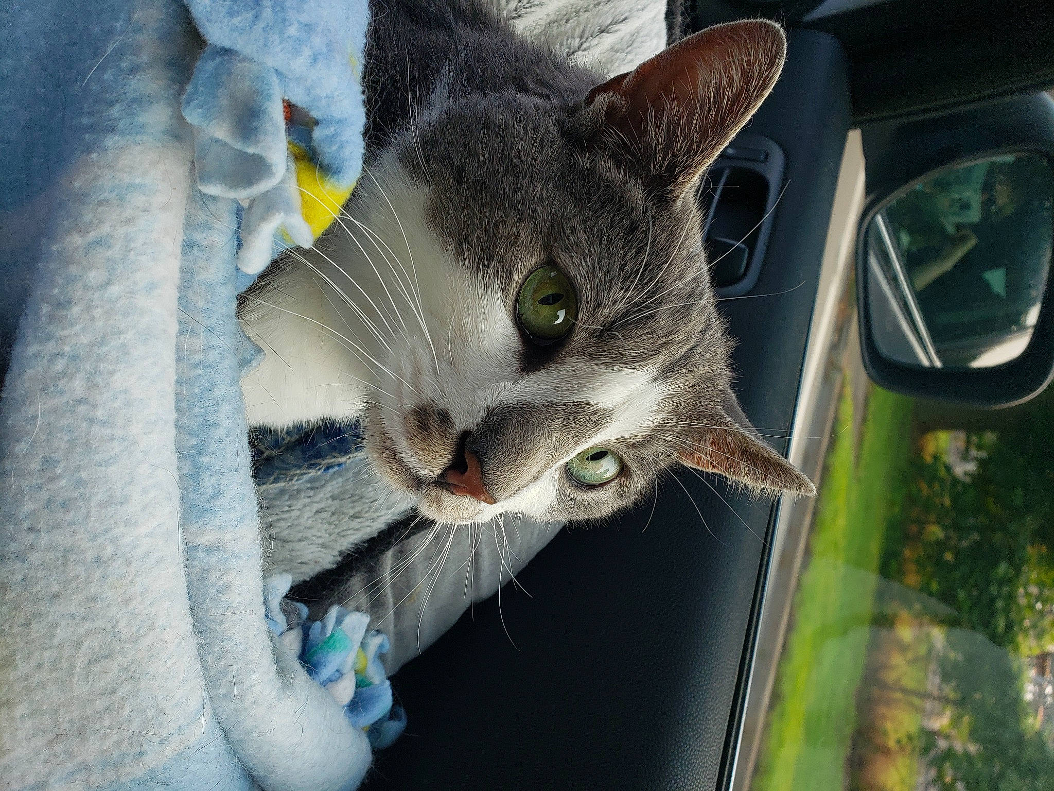 Puck joined the competition — help win amazing prizes! automotive_lighting, automotive_mirror, automotive_window_part, carnivore, cat, domestic_short_haired_cat, felidae, fur, grey, iris, motor_vehicle, plant, rear_view_mirror, small_to_medium_sized_cats, snout, tree, vehicle_door, whiskers, window, windshield