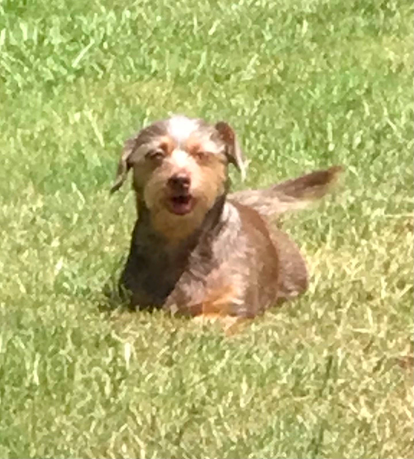 Luna joined the competition — help win amazing prizes! canidae, carnivore, companion_dog, dog, dog_breed, fawn, grass, grassland, groundcover, hunting_dog, liver, pasture, plant, prairie, sporting_group, terrestrial_animal, working_animal