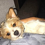 Tigg Riley joined the competition — help win amazing prizes! animal, ball, canine, cockerspaniel, couch, cushion, dog, furniture, homedecor, husky, indoors, papillon, person, pet, puppy, sleeping, sport, tennis, tennisball, terrier