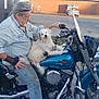man, dog, motorcycle, harley_davidson, outdoor, parking_lot, fence, beard, jeans, casual_clothing, blue_motorcycle, white_dog, pet, vehicle, leisure, daytime, urban, curious, seated, gravel