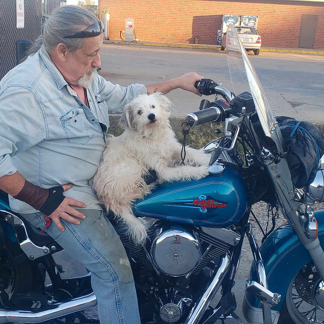 Reba joined the competition — help win amazing prizes! beard, blue_motorcycle, casual_clothing, curious, daytime, dog, fence, gravel, harley_davidson, jeans, leisure, man, motorcycle, outdoor, parking_lot, pet, seated, urban, vehicle, white_dog