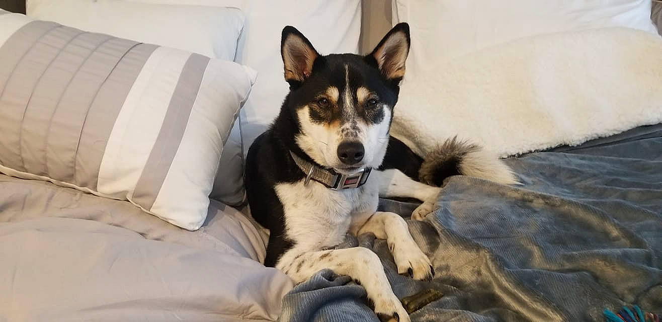 Keiko joined the competition — help win amazing prizes! ancient_dog_breeds, canidae, carnivore, comfort, companion_dog, dog, dog_breed, fur, herding_dog, linens, non_sporting_group, paw, sitting, sporting_group, whiskers, working_animal, working_dog