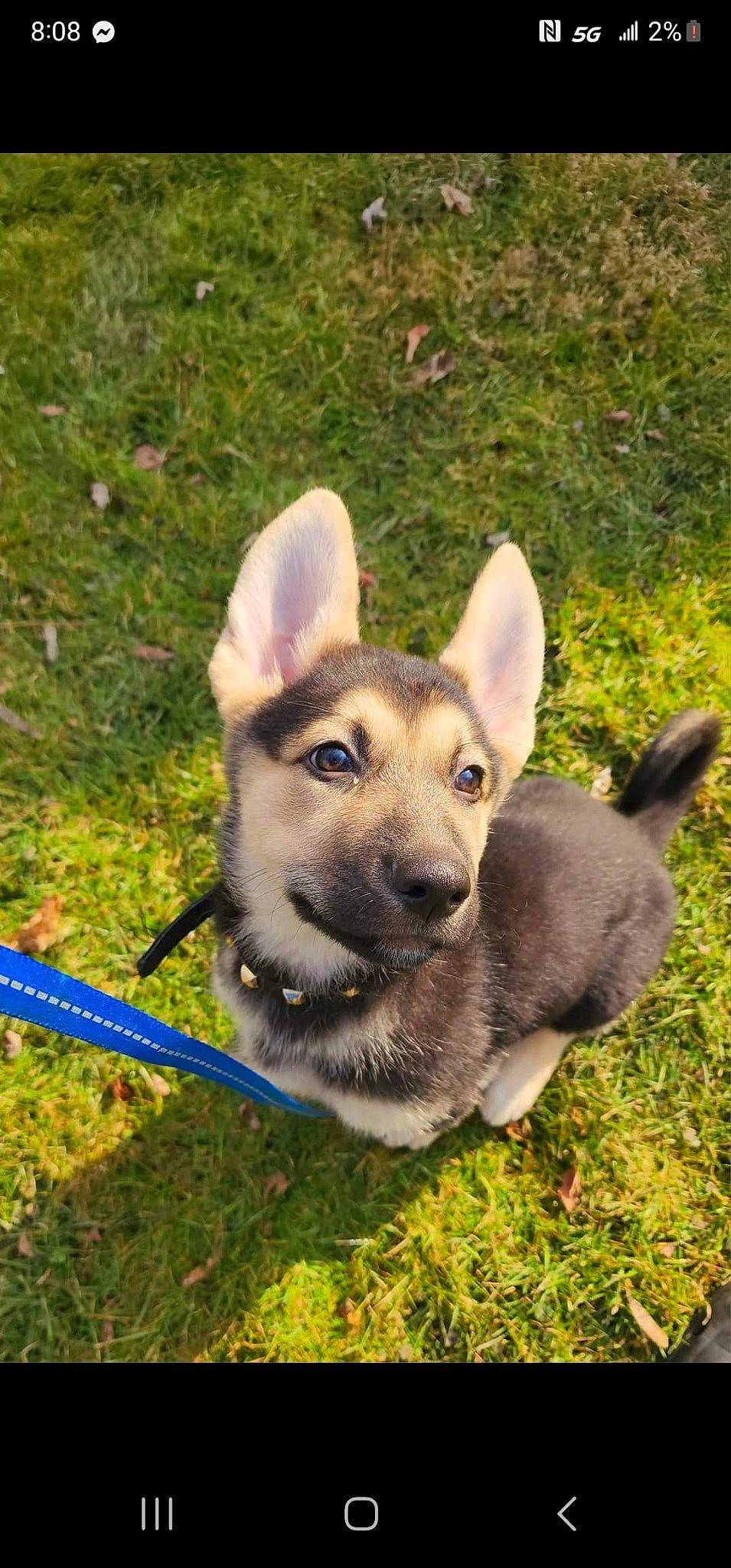 Angel is registered to the contest to win money with this photo: canidae, carnivore, collar, dog, dog_breed, fawn, grass, herbaceous_plant, paw, pet_supply, plant, snout, sporting_group, tail, terrestrial_animal, whiskers, wildlife, working_animal