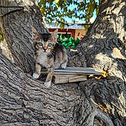 Bruce is registered to the contest to win money with this photo: kitten, cat, tree, bark, outdoor, nature, animal, young, curious, blue_eyes, paw, sunlight, shadow, wood, texture, pet, mammal, feline, closeup, explorer
