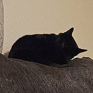 Charlie is registered to the contest to win money with this photo: cat, animal, pet, resting, couch, indoor, furniture, dark, sleeping, quiet, cozy, feline, relaxing, texture, home, quiet_moment, shadow, silhouette, domestic_animal, calm