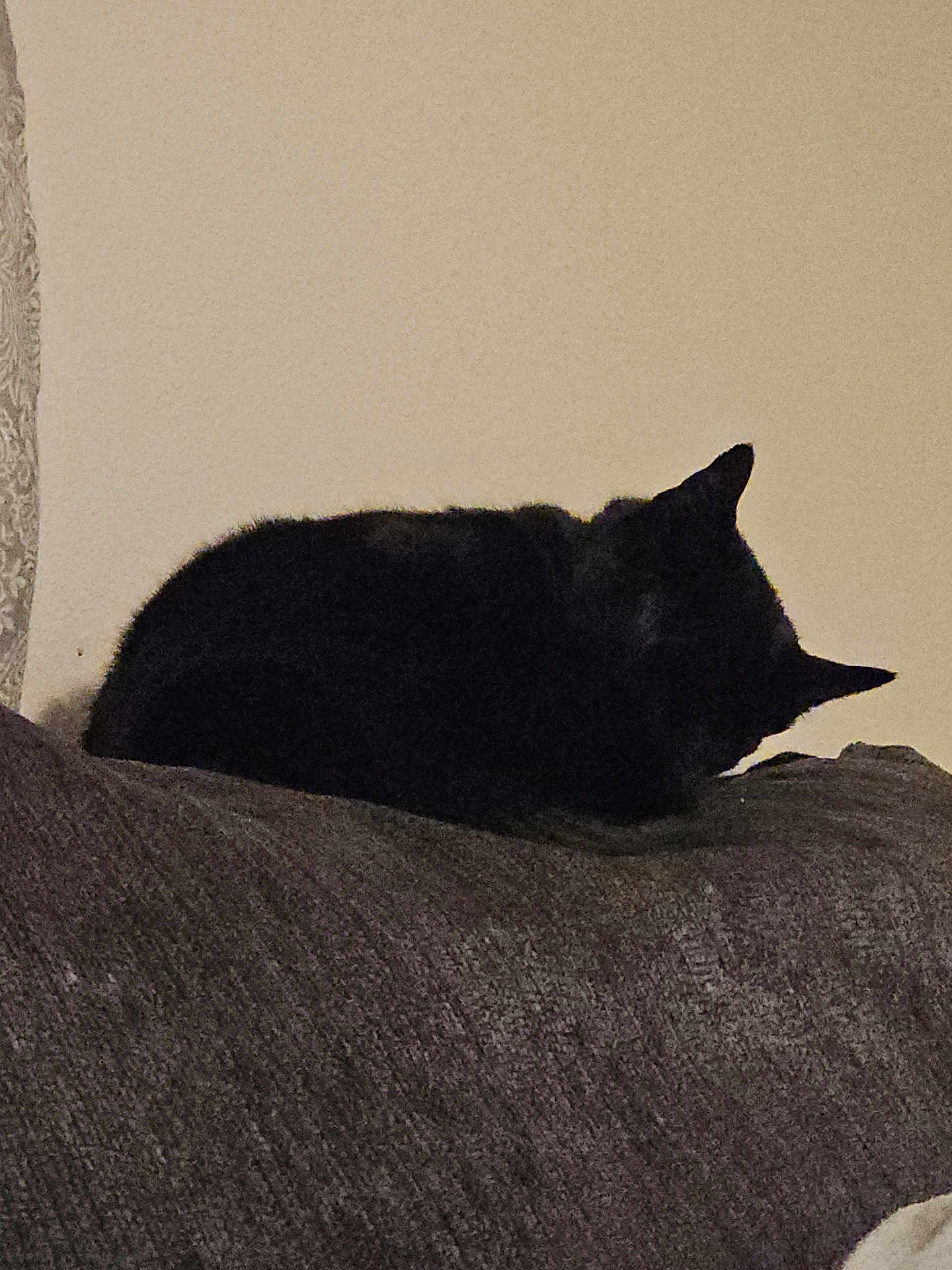 Charlie is registered to the contest to win money with this photo: cat, animal, pet, resting, couch, indoor, furniture, dark, sleeping, quiet, cozy, feline, relaxing, texture, home, quiet_moment, shadow, silhouette, domestic_animal, calm