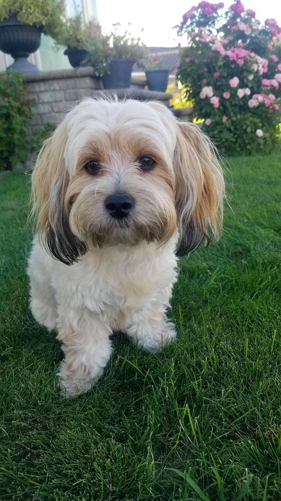 Peluche joined the competition — help win amazing prizes! canidae, carnivore, companion_dog, dog, dog_breed, flower, grass, liver, maltepoo, non_sporting_group, plant, small_terrier, snout, sporting_group, tail, terrier, toy_dog, tree, working_animal, yorkipoo
