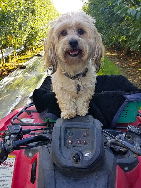 Peluche is registered to the contest to win money with this photo: auto_part, bag, canidae, carnivore, collar, companion_dog, dog, dog_breed, dog_collar, dog_supply, fur, grass, luggage_and_bags, motor_vehicle, plant, snout, sporting_group, toy_dog, travel, tree