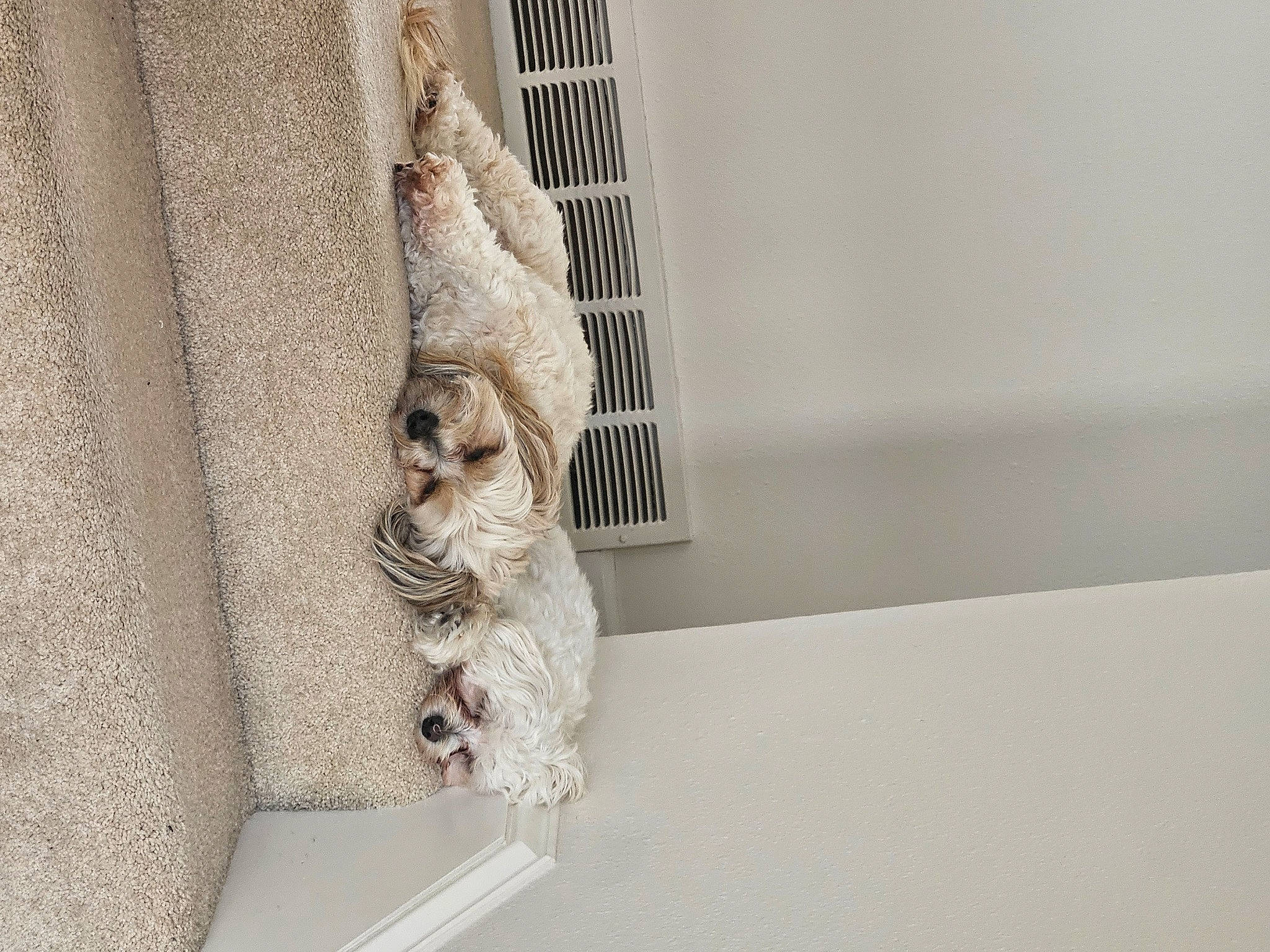 Rambo joined the competition — help win amazing prizes! art, artifact, building, carving, chair, facade, font, metal, relief, room, sculpture, shelf, statue, stone_carving, visual_arts, wood