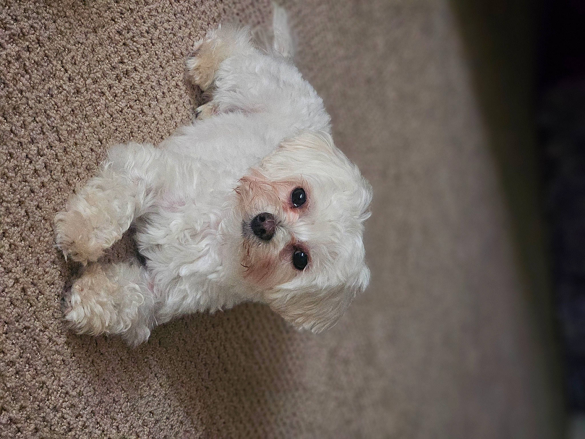 Rambo is registered to the contest to win money with this photo: carnivore, cockapoo, companion_dog, dog, dog_breed, dog_clothes, dog_supply, eye, fur, labradoodle, poodle, poodle_crossbreed, shih_poo, small_terrier, snout, sporting_group, sunglasses, terrier, toy_dog, water_dog