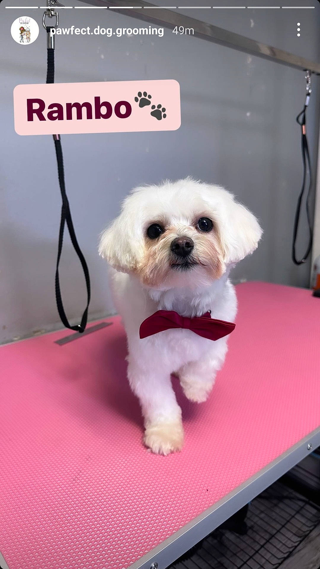 Rambo is registered to the contest to win money with this photo: bichon, canidae, carnivore, collar, companion_dog, dog, dog_breed, dog_collar, dog_supply, eyewear, font, fur, mal_shi, maltepoo, small_terrier, sporting_group, table, terrier, toy_dog, water_dog