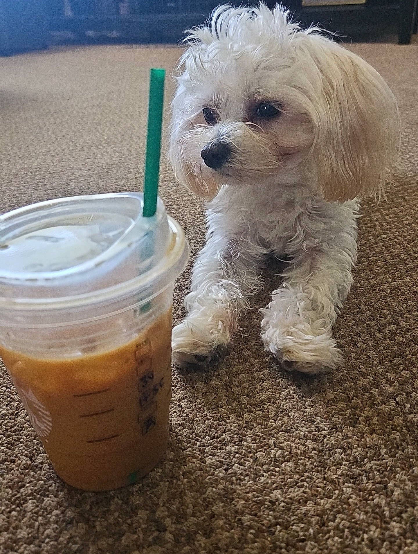 Rambo is registered to the contest to win money with this photo: carnivore, companion_dog, dog, dog_breed, dog_collar, dog_supply, drink, drinkware, eyewear, food, fur, glasses, goggles, ingredient, non_alcoholic_beverage, small_terrier, sunglasses, tableware, terrier, toy_dog