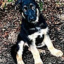 adorable, animal, black_and_tan, canine, curious, cute, dog, ears, eyes, fur, german_shepherd, ground, leaves, nature, outdoor, pet, portrait, puppy, sitting, young_dog