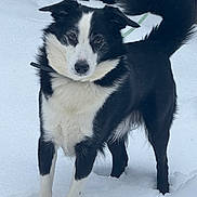 Roscoe joined the competition — help win amazing prizes! alert, animal, black_and_white, canine, cold, collar, dog, ears, fur, looking_at_camera, mammal, nature, outdoor, pet, playful, portrait, snow, standing, tail, winter