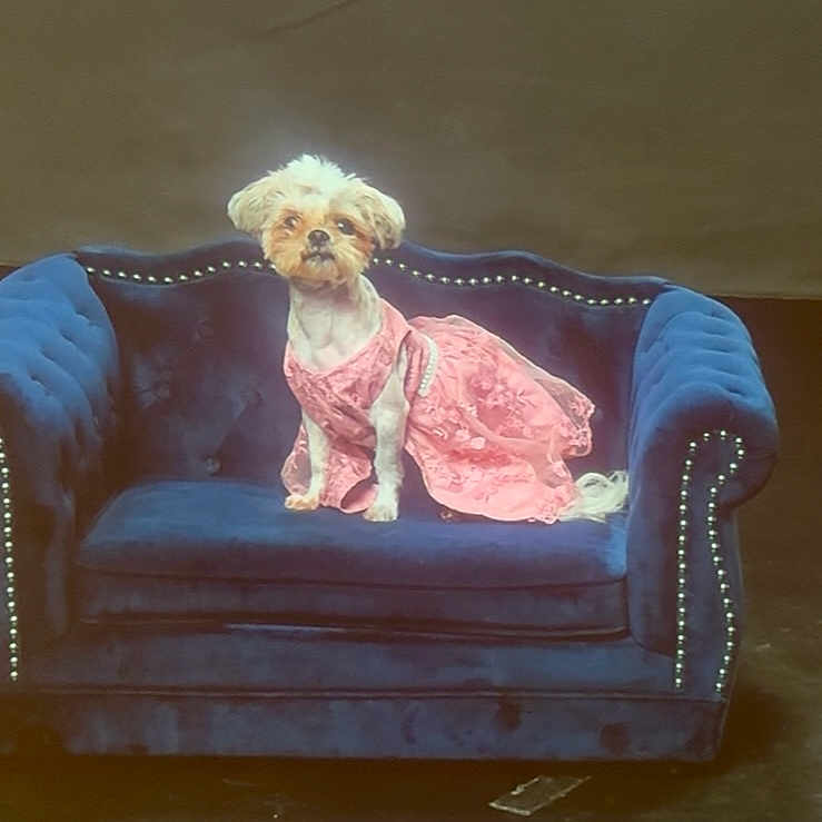 Chanel joined the competition — help win amazing prizes! animal, architecture, armchair, building, canine, chair, couch, cushion, dog, furniture, homedecor, indoors, lady, livingroom, person, pet, poodle, puppy, terrier, whitedog