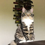 Perle participe au concours pour gagner de l'argent avec cette photo : cat, tabby, fluffy, sitting, leather_chair, indoor, wall_art, curious_eyes, pet, feline, whiskers, tail, striped, household, animal, fur, domestic_cat, portrait, relaxed, alert