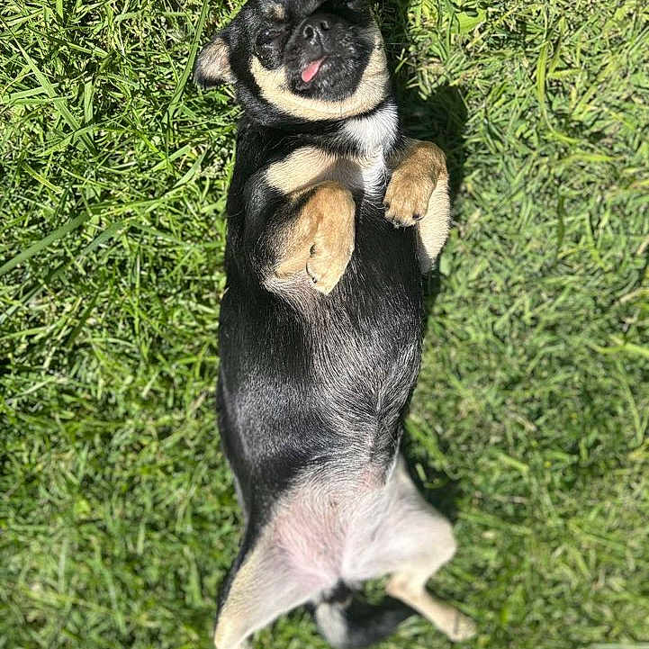 Ruby a rejoint le concours — aidez-le/la à gagner de superbes lots ! animal, black_dog, canine, cute, dog, fur, grass, happy, lying_down, nature, outdoor, paw, pet, playful, relaxed, small_dog, summer, sunlight, tan_dog, tongue_out