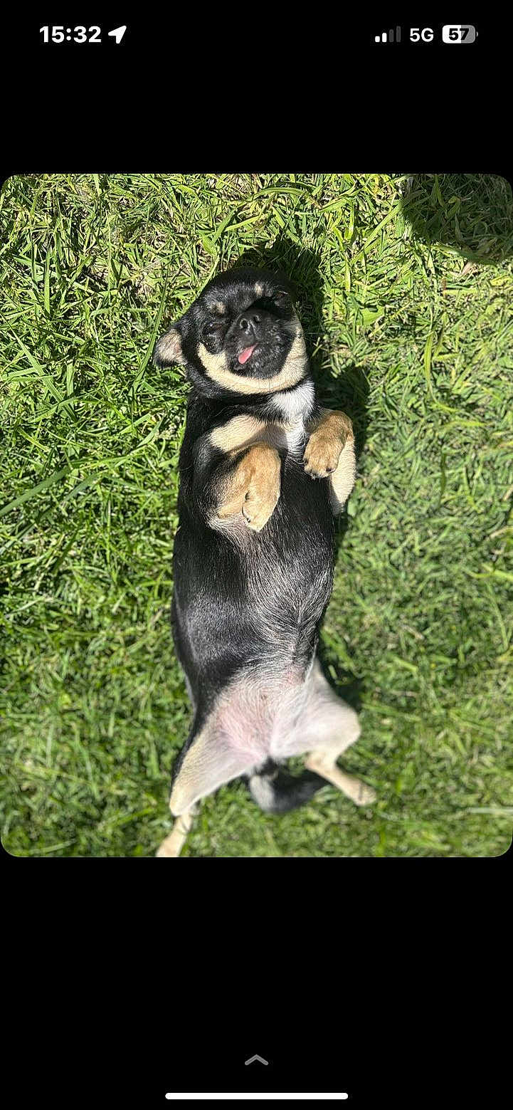 Ruby a rejoint le concours — aidez-le/la à gagner de superbes lots ! dog, small_dog, black_dog, tan_dog, grass, outdoor, sunlight, pet, lying_down, relaxed, tongue_out, cute, animal, canine, nature, playful, happy, summer, paw, fur