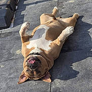 Magnum participe au concours pour gagner de l'argent avec cette photo : dog, canine, pet, lying_down, tongue_out, sunlight, floor, tile, relaxed, playful, brown, white, collar, outdoor, shadow, paws, animal, mammal, cute, happy