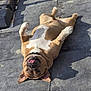 dog, canine, pet, lying_down, tongue_out, sunlight, floor, tile, relaxed, playful, brown, white, collar, outdoor, shadow, paws, animal, mammal, cute, happy