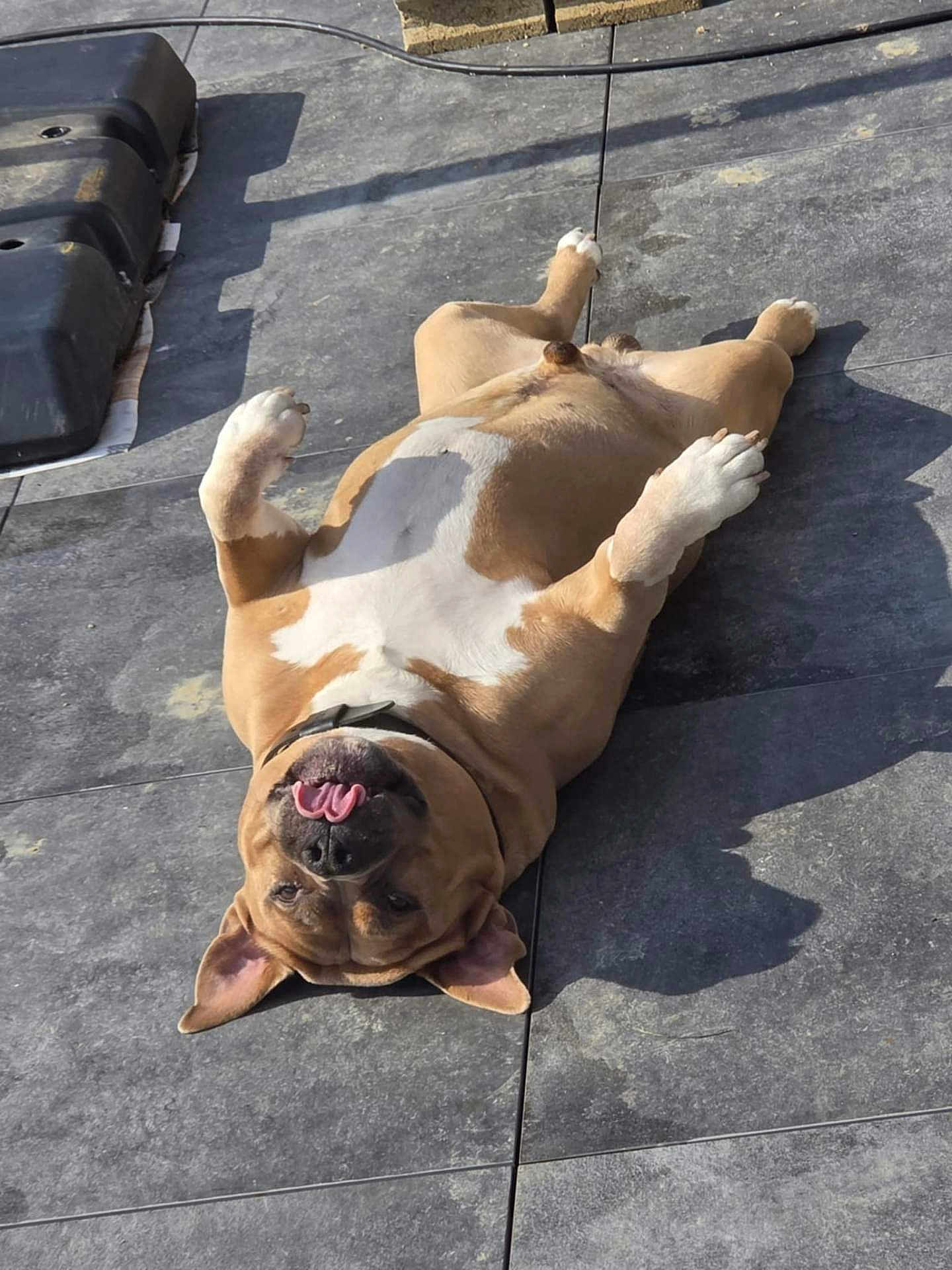 Magnum participe au concours pour gagner de l'argent avec cette photo : dog, canine, pet, lying_down, tongue_out, sunlight, floor, tile, relaxed, playful, brown, white, collar, outdoor, shadow, paws, animal, mammal, cute, happy