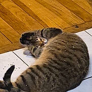 Gamora is registered to the contest to win money with this photo: cat, tabby, striped, feline, pet, animal, indoor, floor, tile, wooden_floor, curled_up, relaxed, fur, tail, whiskers, ears, scruffy, playful, cozy, domestic