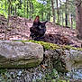 Paprika is registered to the contest to win money with this photo: cat, tortoiseshell_cat, moss, stone_wall, forest, trees, nature, outdoor, wildlife, greenery, blurred_background, animal, feline, leafy, woodland, curious, resting, mossy, natural, daylight
