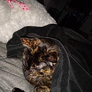 Paprika is registered to the contest to win money with this photo: cat, tortoiseshell_cat, blanket, bed, pillow, fur, sleeping, cozy, indoor, resting, animal, pet, warm, soft, comfort, cute, feline, dark, closeup, relaxation