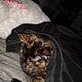 cat, tortoiseshell_cat, blanket, bed, pillow, fur, sleeping, cozy, indoor, resting, animal, pet, warm, soft, comfort, cute, feline, dark, closeup, relaxation