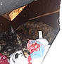 Paprika joined the competition — help win amazing prizes! cat, tortoiseshell, sleeping, stuffed_toy, bear, blanket, cozy, indoor, pet, fur, resting, animal, cute, soft, wood, furniture, napping, comfort, closeup, domestic