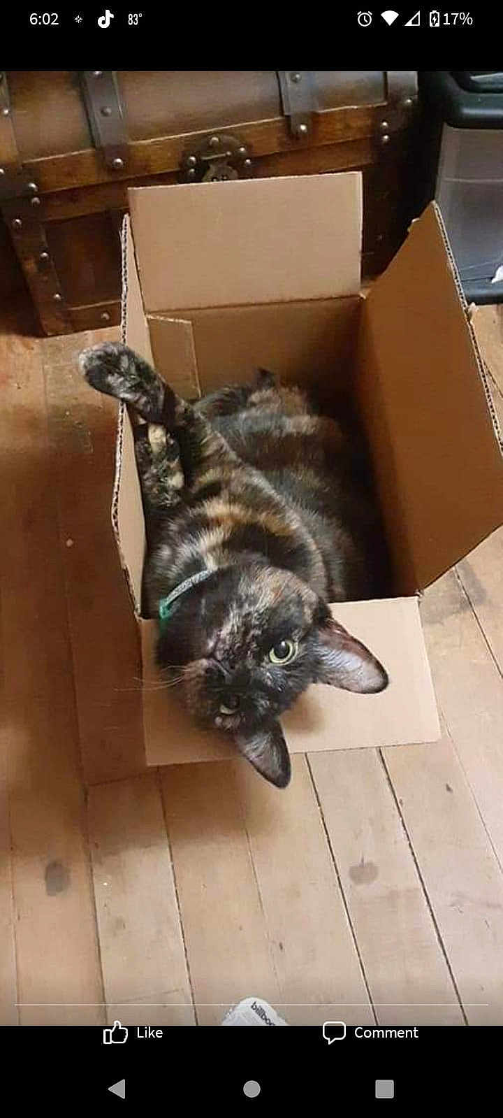 Paprika is registered to the contest to win money with this photo: cat, tortoiseshell, cardboard_box, wooden_floor, pet, animal, indoor, curious, relaxed, feline, box, home, cozy, playful, looking_up, flooring, brown, black, orange, collar