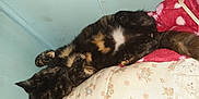 Paprika joined the competition — help win amazing prizes! cat, tortoiseshell, pet, sleeping, relaxed, floral_cushion, red_blanket, indoor, feline, fur, whiskers, paw, tail, resting, cute, animal, domestic, cozy, wall, fabric