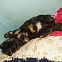 cat, tortoiseshell, pet, sleeping, relaxed, floral_cushion, red_blanket, indoor, feline, fur, whiskers, paw, tail, resting, cute, animal, domestic, cozy, wall, fabric