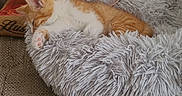 Bingo participe au concours pour gagner de l'argent avec cette photo : cat, kitten, sleeping, orange_and_white, pet, animal, furry, shaggy_bed, cat_bed, nap, relaxed, cozy, indoor, home, houseplant, couch, textured_fabric, paw, cute, portrait