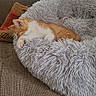 cat, kitten, sleeping, orange_and_white, pet, animal, furry, shaggy_bed, cat_bed, nap, relaxed, cozy, indoor, home, houseplant, couch, textured_fabric, paw, cute, portrait