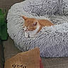 Bingo participe au concours pour gagner de l'argent avec cette photo : cat, kitten, orange_cat, white_cat, sleeping, curled_up, pet, animal, fluffy_bed, gray_bed, cushion, burlap, fabric, couch, indoor, cozy, relaxed, close_up, portrait, home_decor