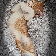 Bingo a rejoint le concours — aidez-le/la à gagner de superbes lots ! cat, kitten, sleeping, orange_and_white, pet, animal, cute, fluffy, fur, paws, closed_eyes, relaxed, cozy, blanket, shaggy_texture, indoors, portrait_orientation, close_up, heart_symbol, timestamp