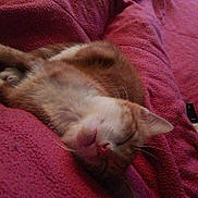 Garfield participe au concours pour gagner de l'argent avec cette photo :