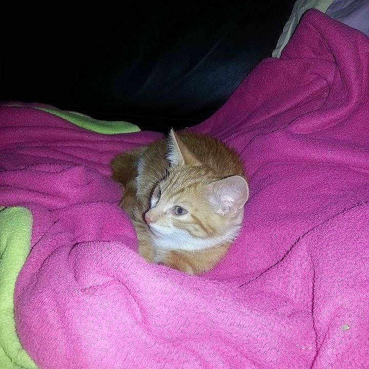 Garfield