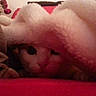 Garfield participe au concours pour gagner de l'argent avec cette photo :