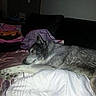 Falco participe au concours pour gagner de l'argent avec cette photo :