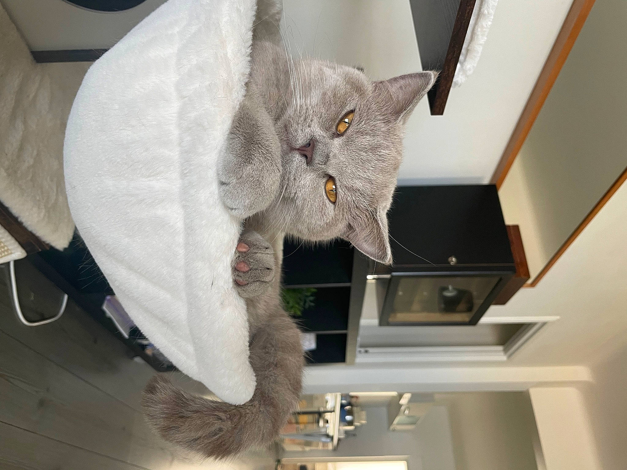 Sully a rejoint le concours — aidez-le/la à gagner de superbes lots ! carnivore, cat, ceiling, domestic_short_haired_cat, felidae, fur, grey, plant, room, russian_blue, shelf, small_to_medium_sized_cats, snout, tail, whiskers, wood