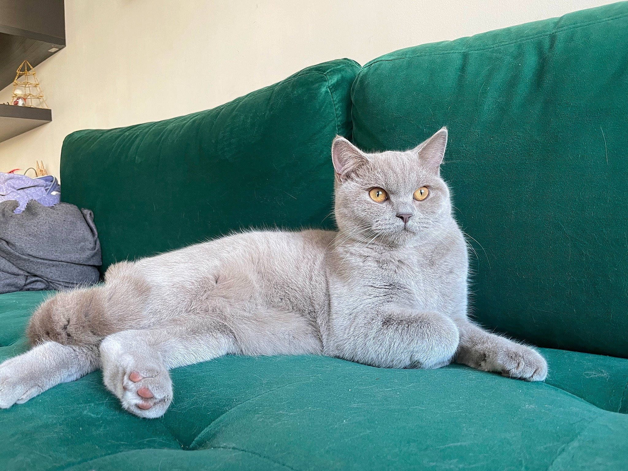 Sully participe au concours pour gagner de l'argent avec cette photo : bed, bedding, carnivore, cat, cat_supply, comfort, domestic_short_haired_cat, fawn, felidae, fur, green, grey, linens, nap, pillow, small_to_medium_sized_cats, tail, throw_pillow, water, whiskers
